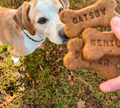 Bark Bites